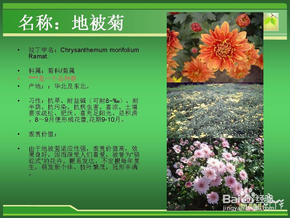 常见草花的辨认