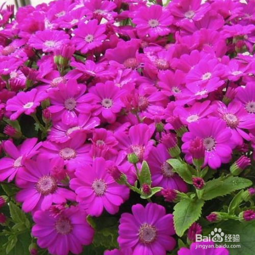 如何养殖瓜叶菊