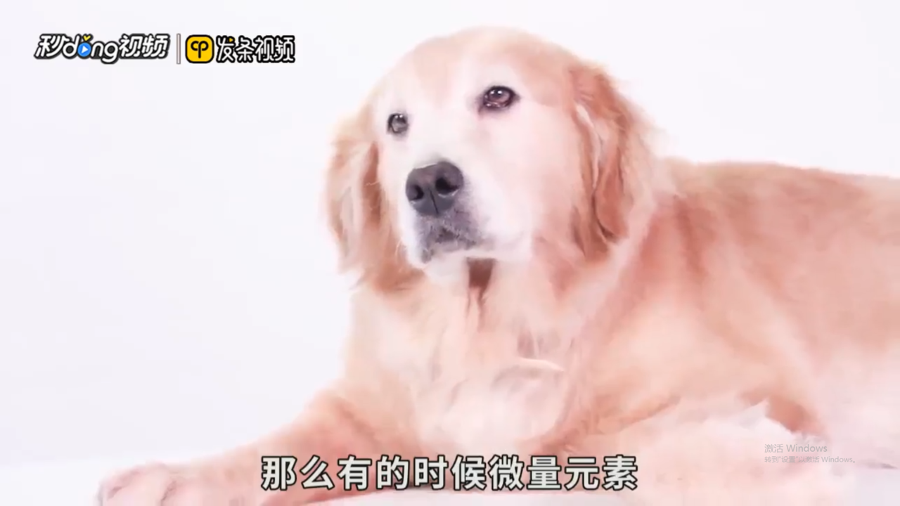 狗狗鼻子褪色是怎么回事