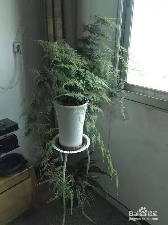 “病菌”不喜欢的“2种花”，养1盆有利于健康！