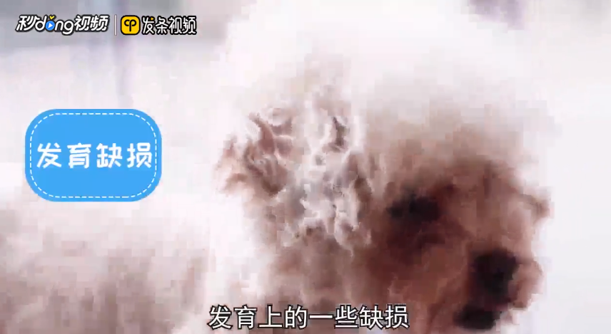 泰迪犬为什么爱呕吐