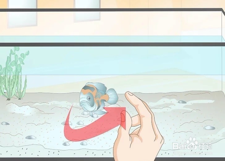 如何训练你的鱼？