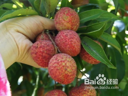 怎样挑选新鲜的荔枝