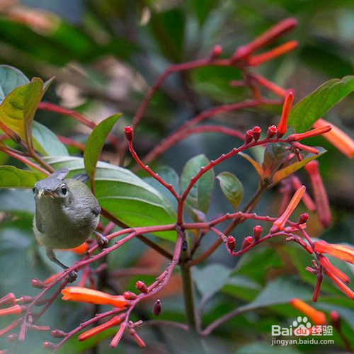 希茉莉常见的病害该怎么解决？