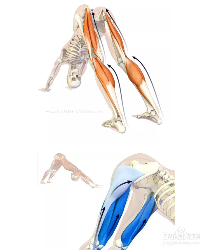 跟大师兄学瑜伽之下犬式 多少人被误导了