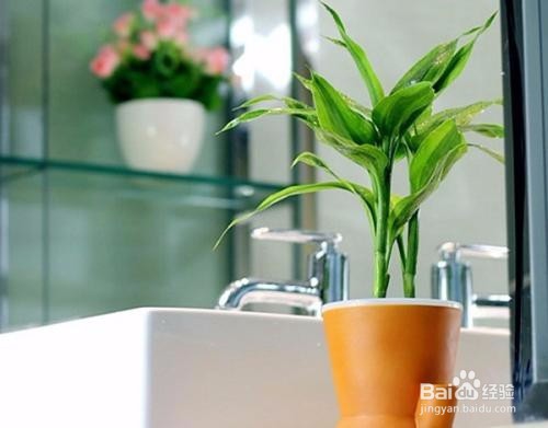 富贵竹杆发黄怎么办