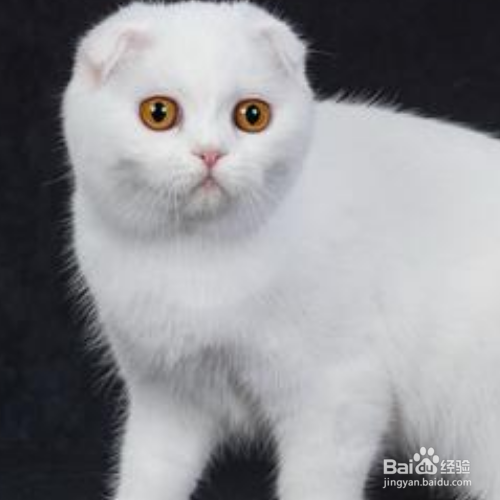 苏格兰折耳猫为什么讨人喜欢