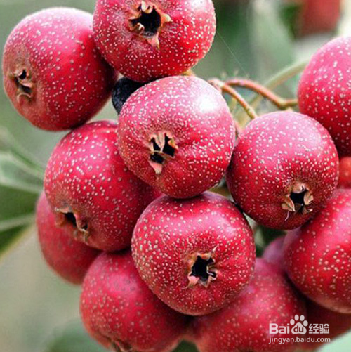 山楂的营养有什么