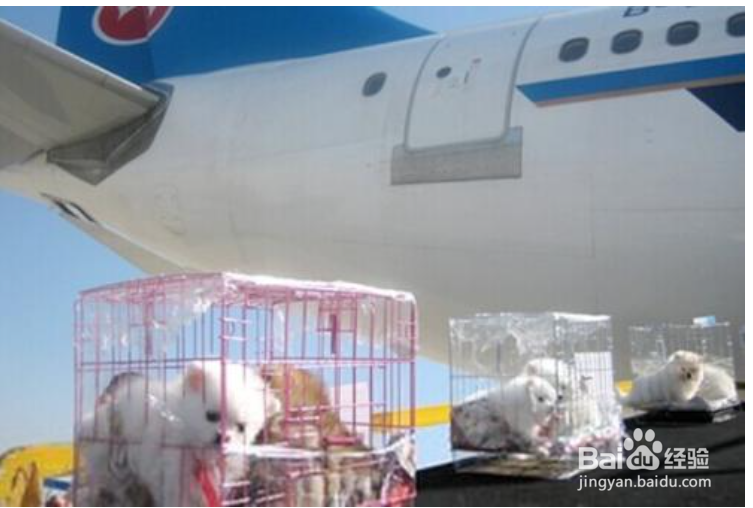 网上买狗狗怎么运送