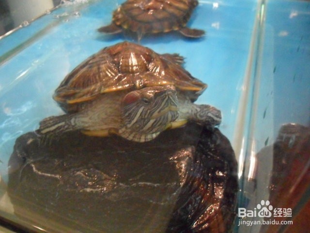 养龟前必读3--超详细的保暖设备选购攻略