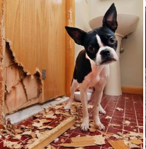 如何照料宠物狗