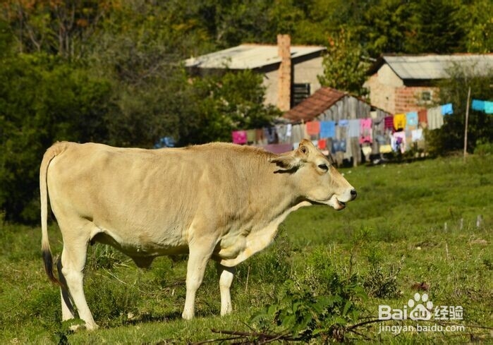 吃牛肉的好处都有哪些呢