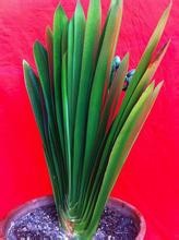 君子兰烂根了怎么办？