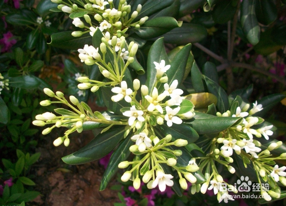 珠兰与米兰的习性