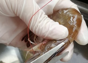 白灼虾的简单做法