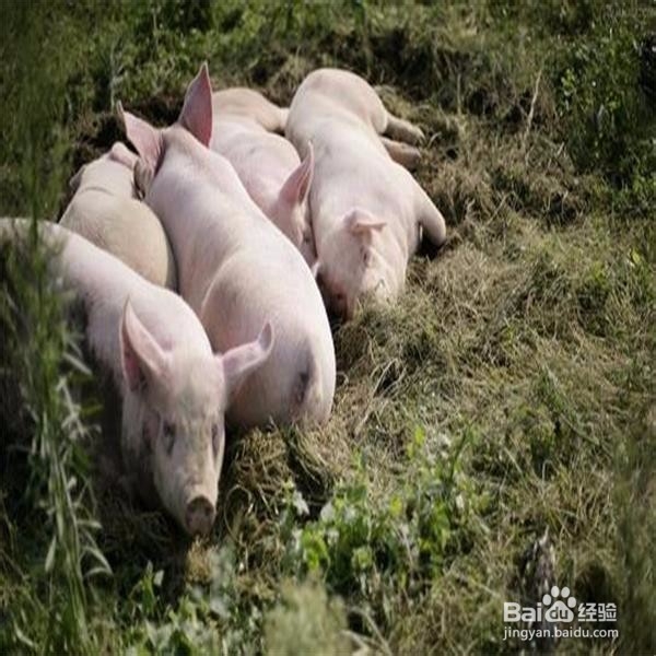 杀猪怎样才能让猪死得快？