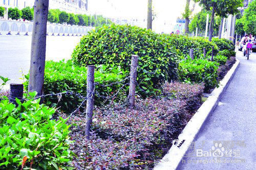 道路绿化带苗木种植技术