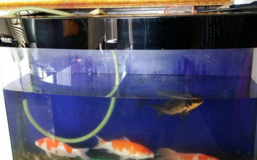 成品鱼缸过滤怎么改