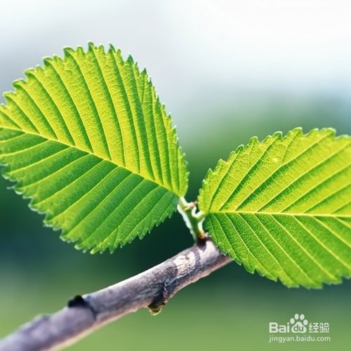 清明节有什么饮食攻略