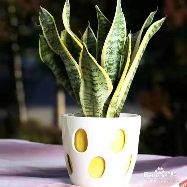 需光照少，又好养活的植物，快在家里养起来吧