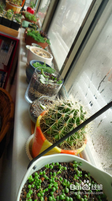 冬天来了，阳台变大棚。