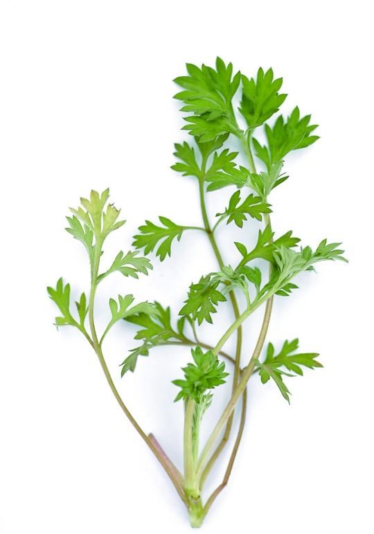 艾草怎样辨别 图片