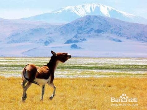 拍摄风景时怎么构图