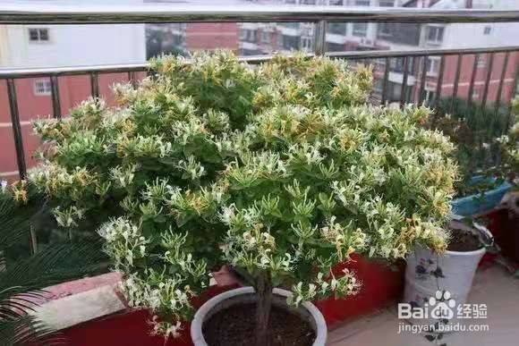 3种花“疾病”不喜欢，养1盆，一家老小身体好