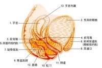 霉菌性阴道炎该如何预防