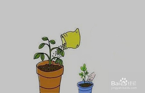 植物栽培的六要素