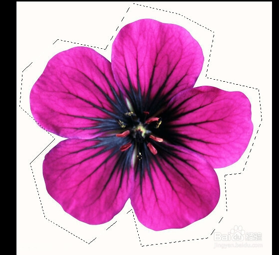 PS快速入门：[3]套索与魔棒