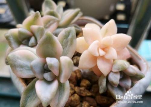 美杏锦多肉的养护方法 百度经验