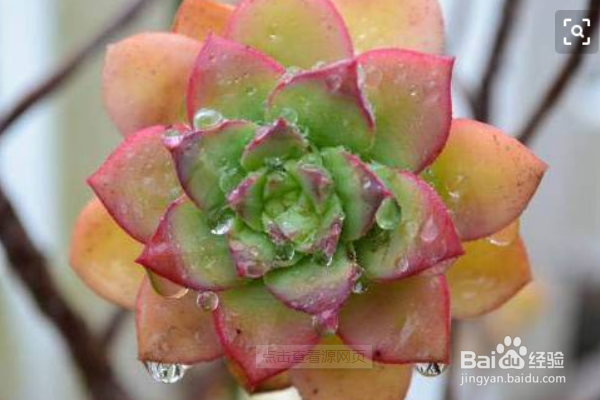 新手如何养多肉植物？