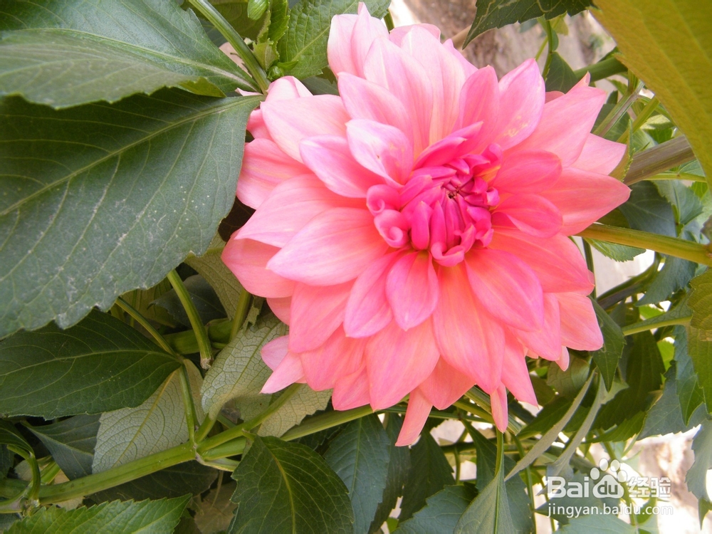 美丽的兰州：[1]人寿山