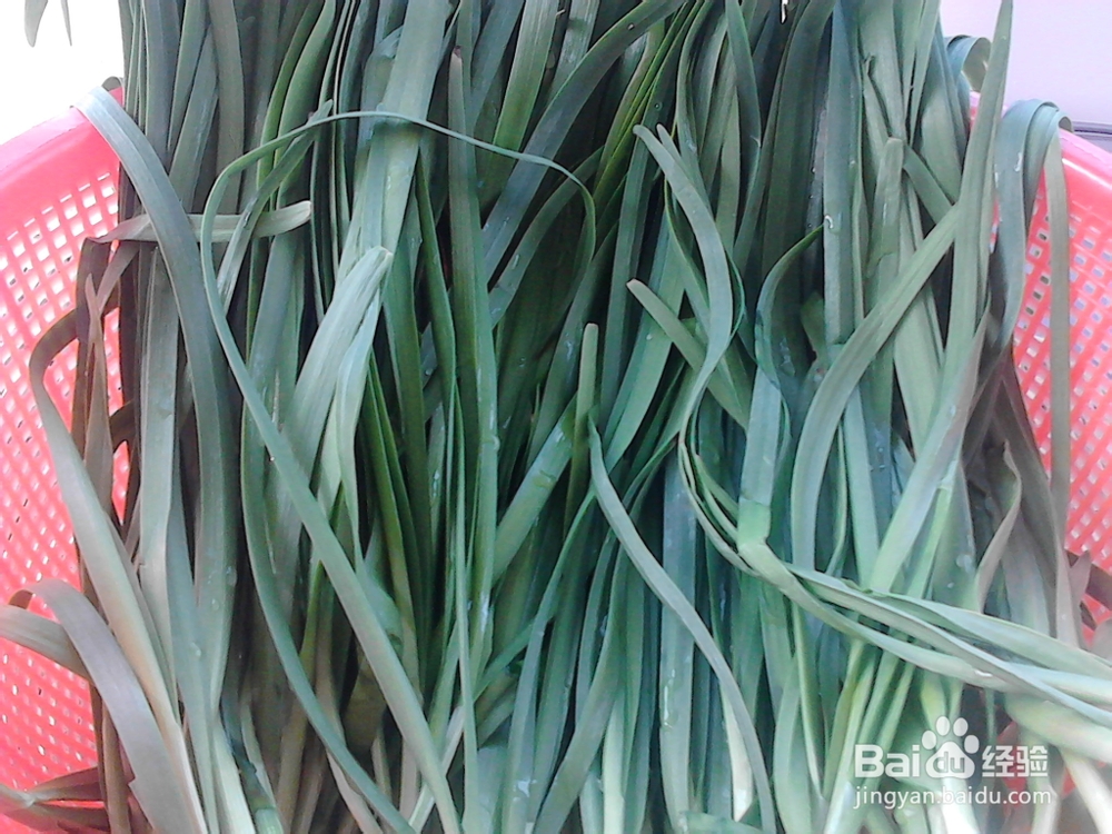 鸡蛋韭菜饺子的做法——家常鸡蛋韭菜饺子