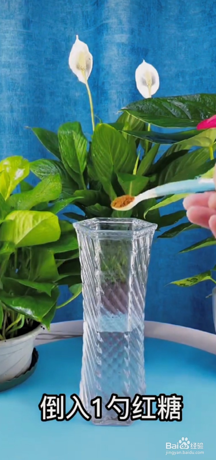 水培富贵竹烂根水发臭怎么办