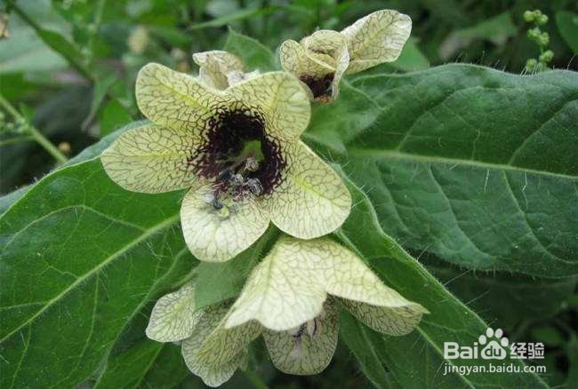 那些花卉对宠物有毒、怎么处理？(四)