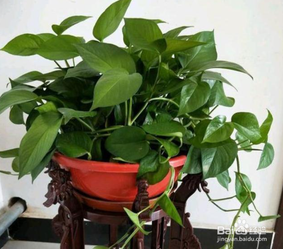 绿萝什么时候要换盆