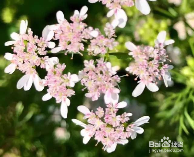 农村田间的蔬菜,开花原来这么美