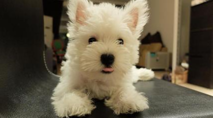 我们爱的狗狗图