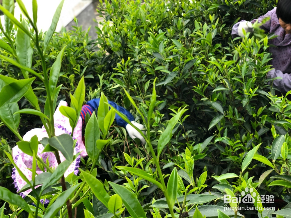 承宋单丛名贵古茶树如何人工护理