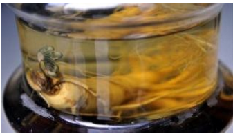 如何泡出好的天草丹参茶?功效又有哪些