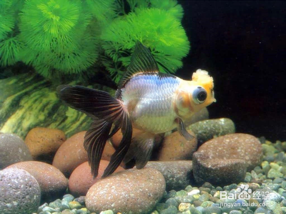 怎样轻松养金鱼