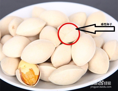 识别银杏树雌雄株的方法