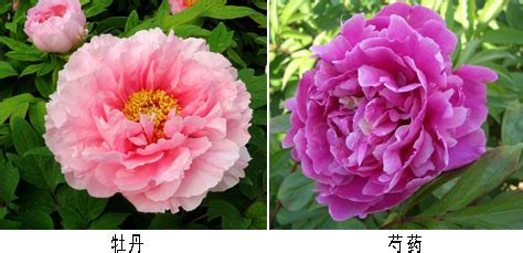 牡丹花和芍药花的区别