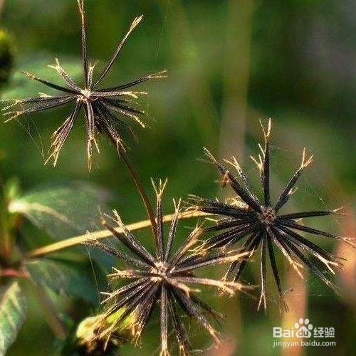 鬼针草的养殖方法和养殖技巧