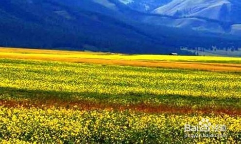 新疆旅游：[1]春天去哪儿