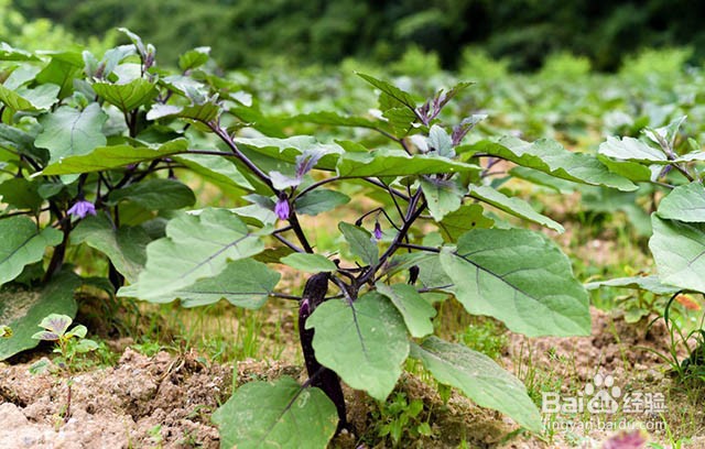 茄子抗重茬的防治方法