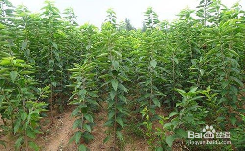大樱桃树苗的种植方法