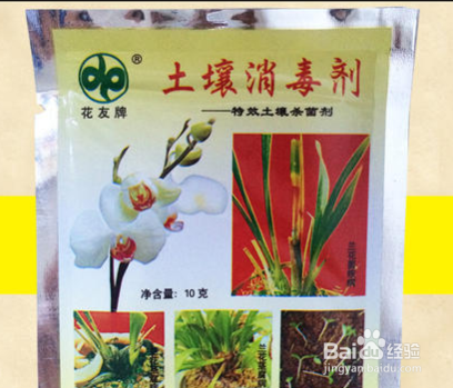 大岩桐花怎么养